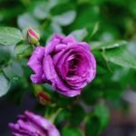 IMG_0007
