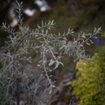 Ingunnshage-163