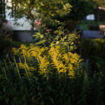 Ingunnshage-23
