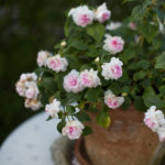 Ingunnshage-4