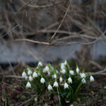 Ingunnshagemars-3