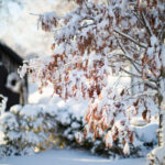 ingunnshagefebruar-12