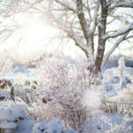 ingunnshagefebruar-15