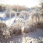 ingunnshagefebruar-38
