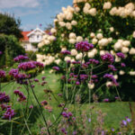 Fotograf Kristine Hellemo_Ingunns Hage 8.aug-2819