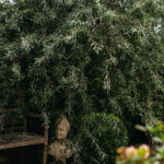 Fotograf Kristine Hellemo_Ingunns Hage 8.aug-2832