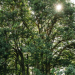 Fotograf Kristine Hellemo_Ingunns Hage 8.aug-2972