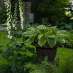 Fotograf Kristine Hellemo_Ingunns hage_PB-3524