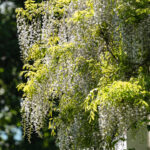 Fotograf Kristine Hellemo_Ingunns hage_PB-3589