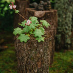 _Fotograf Kristine Hellemo_ingunnshage-4877