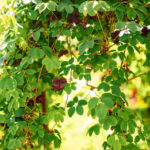 Halvor&Ingrunn_Fotograf Kristine Hellemo Larsen_PB-7379