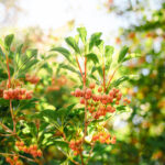 Halvor&Ingrunn_Fotograf Kristine Hellemo Larsen_PB-7445