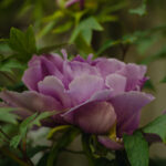 Halvor&Ingunn_PB_Fotograf Kristine Hellemo Larsen_-8773