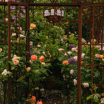 Ingunns rosehage_PB_Fotograf Kristine Hellemo_-0819