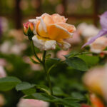 Ingunns rosehage_PB_Fotograf Kristine Hellemo_-0826