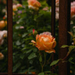 Ingunns rosehage_PB_Fotograf Kristine Hellemo_-0830