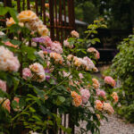 Ingunns rosehage_PB_Fotograf Kristine Hellemo_-0831