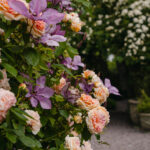 Ingunns rosehage_PB_Fotograf Kristine Hellemo_-0835