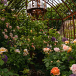 Ingunns rosehage_PB_Fotograf Kristine Hellemo_-0847