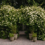 Ingunns rosehage_PB_Fotograf Kristine Hellemo_-0864