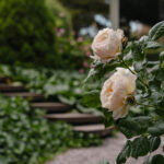 Ingunns rosehage_PB_Fotograf Kristine Hellemo_-0890