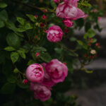 Ingunns rosehage_PB_Fotograf Kristine Hellemo_-0903