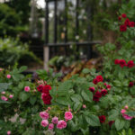 Ingunns rosehage_PB_Fotograf Kristine Hellemo_-0973