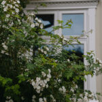 Ingunns rosehage_PB_Fotograf Kristine Hellemo_-1062